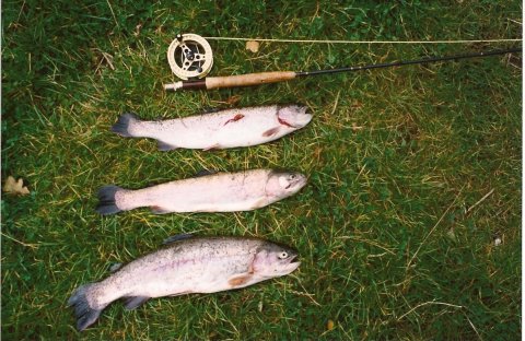 3 fisk fredensborg